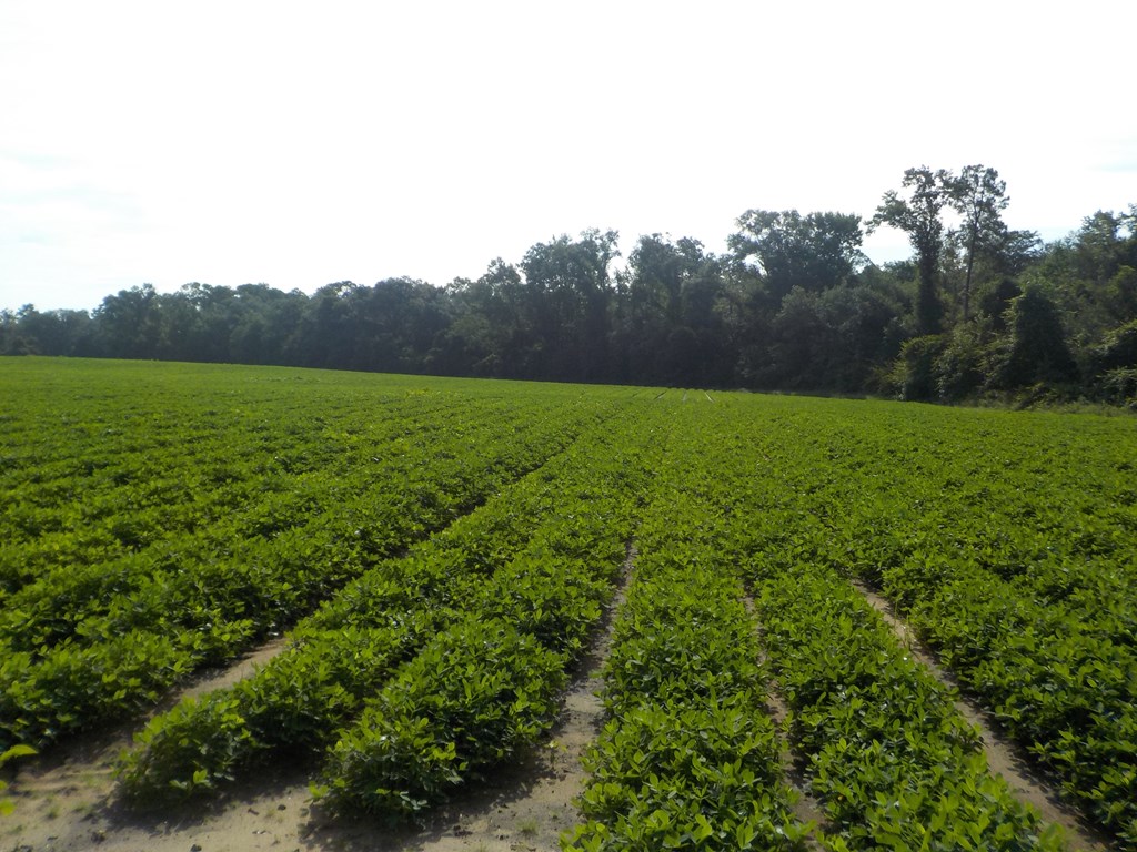210-ac Jernigan Road Gordon, AL 36343 - Photo 13 of 36