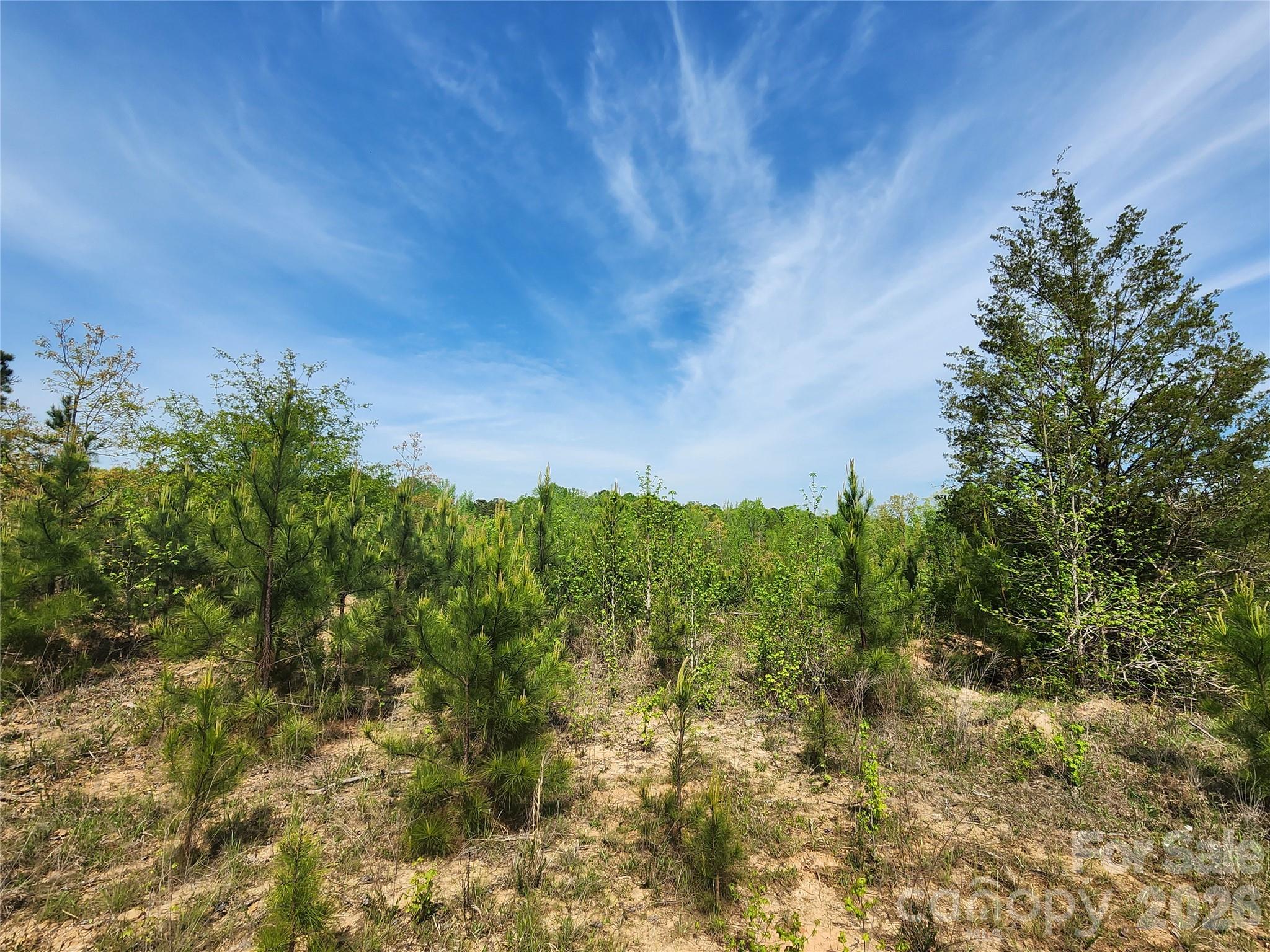 6327 Witherspoon Drive Lancaster, SC 29720 - Photo 26 of 41 a view of a bunch of trees