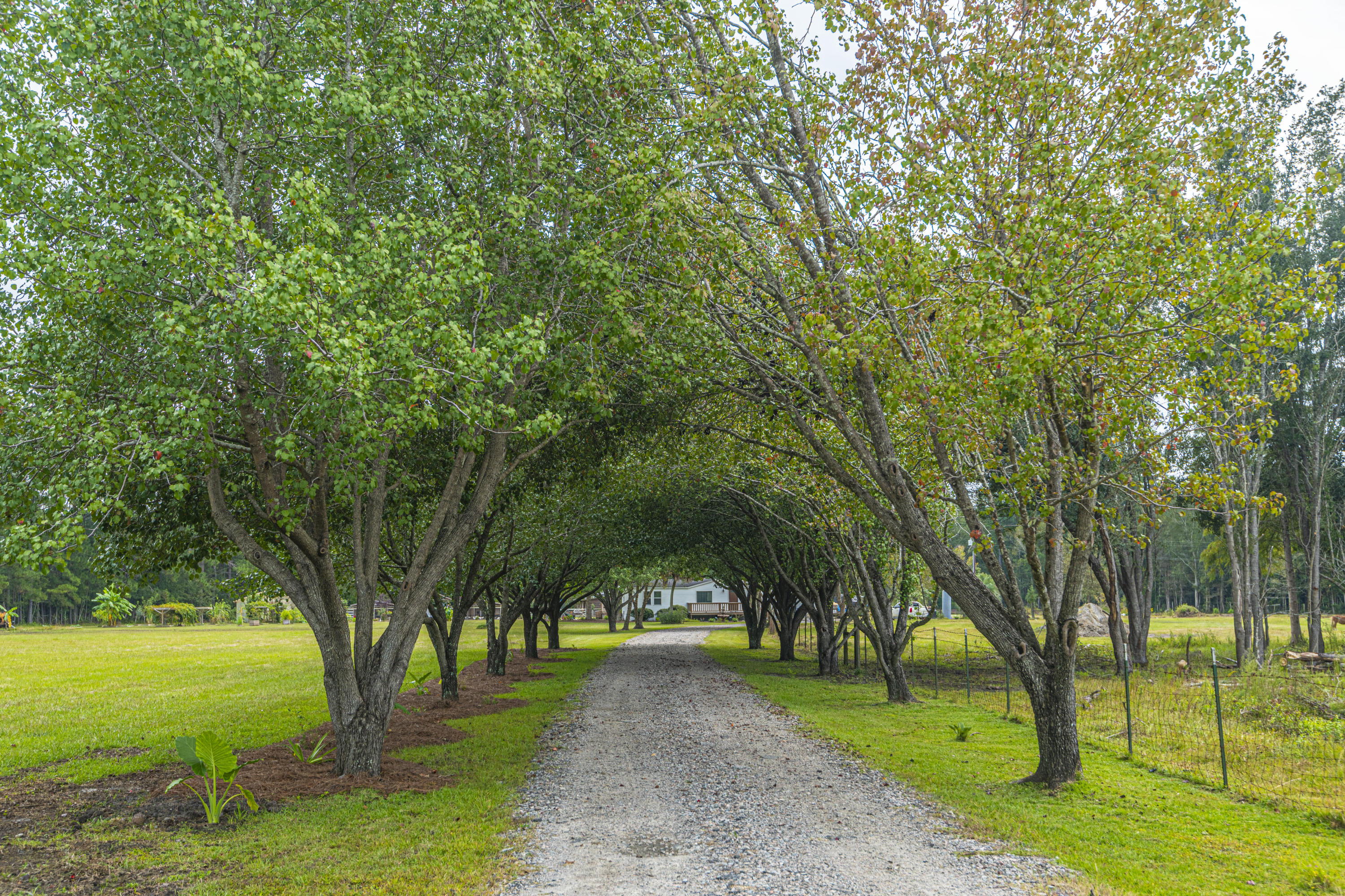 219 County Rd S-18-321 Harleyville, SC 29448 - Photo 8 of 65 DSC_3737