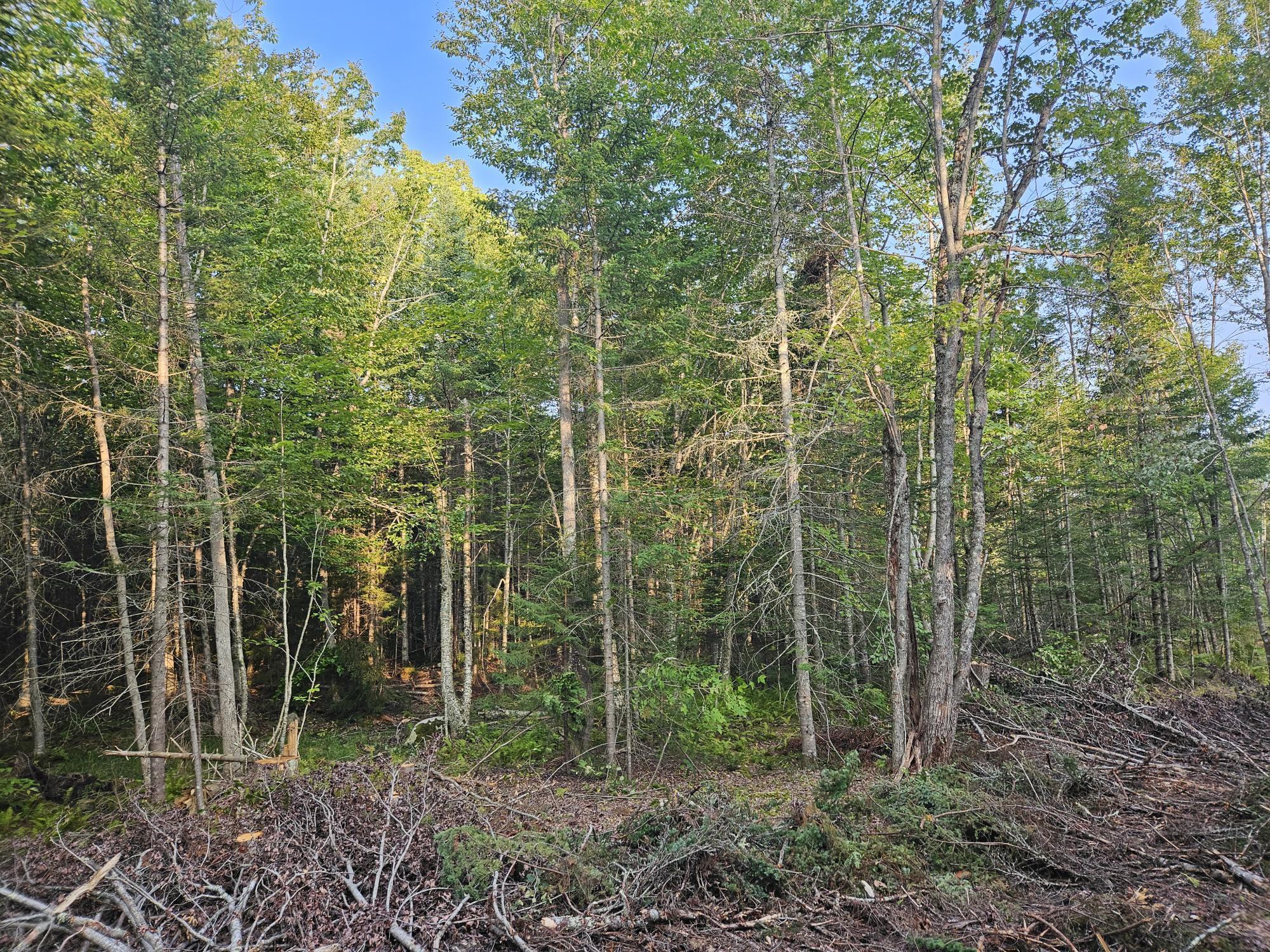 38 Bog Hill Road Searsport, ME 04974 - Photo 3 of 18 20230901_172836