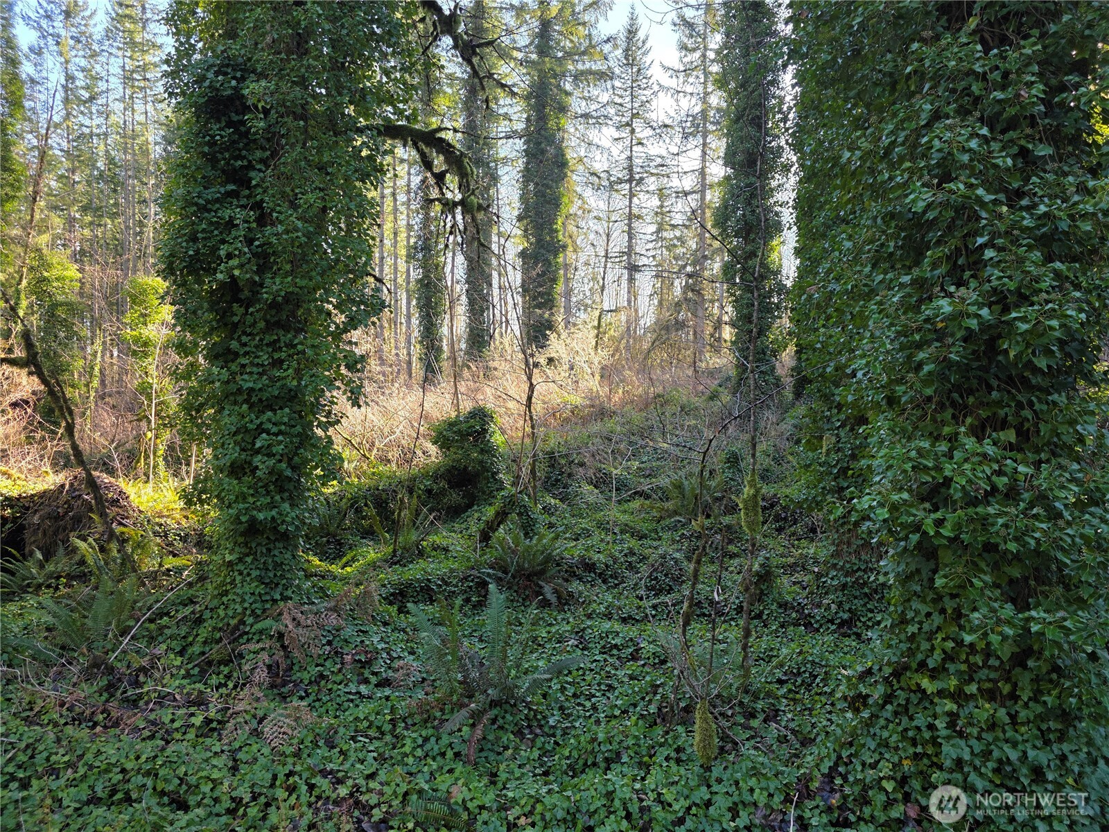 226-xx Scotty Road, Unit 7 Granite Falls, WA 98252 - Photo 2 of 2 a view of forest