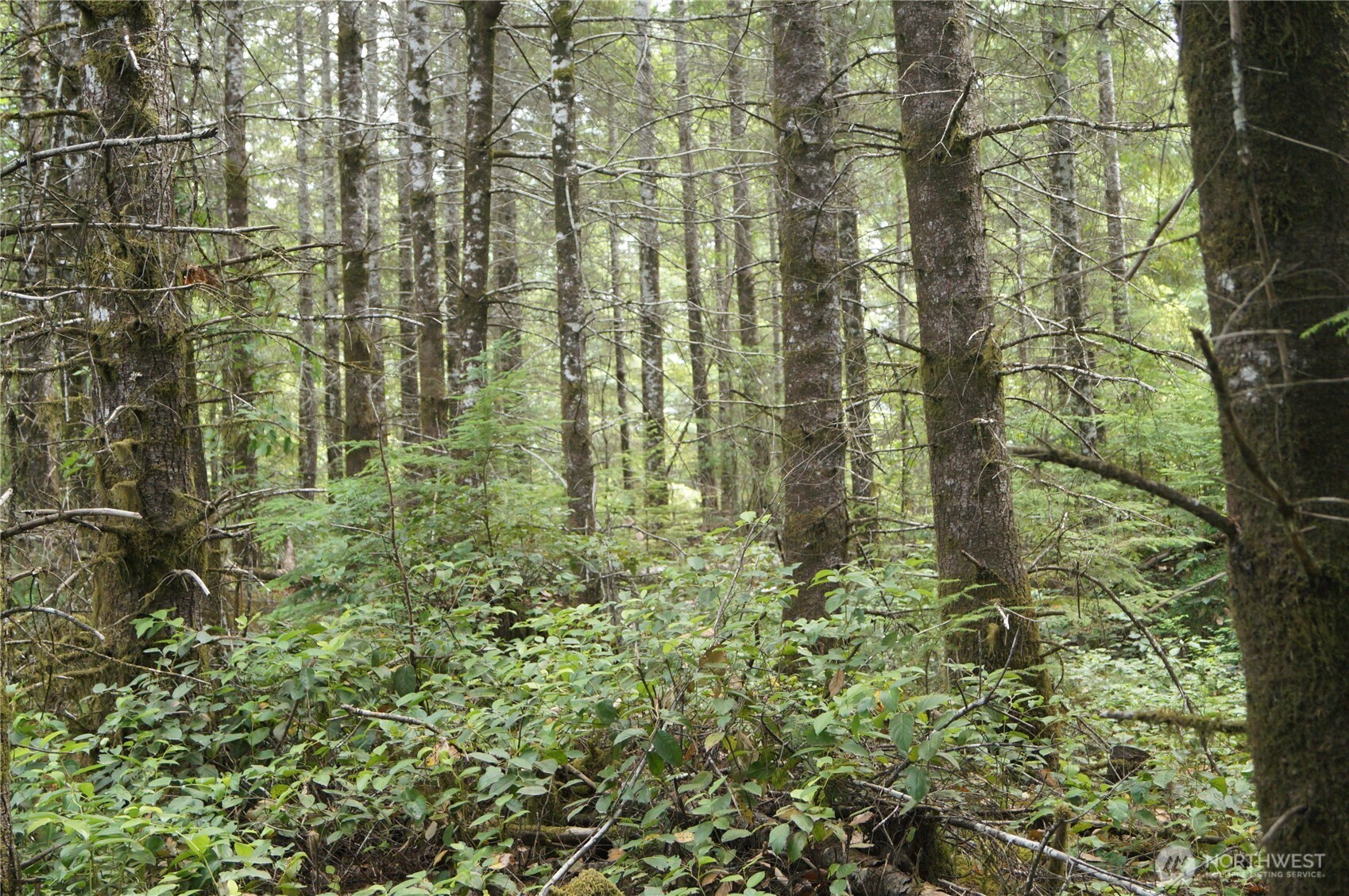 -nka Brooklyn Road Oakville, WA 98568 - Photo 3 of 6 a close up of a plant in a garden