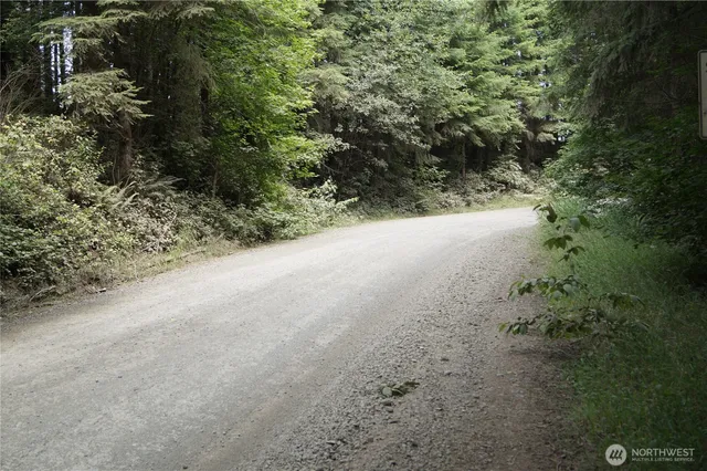 a view of a forest with a street
