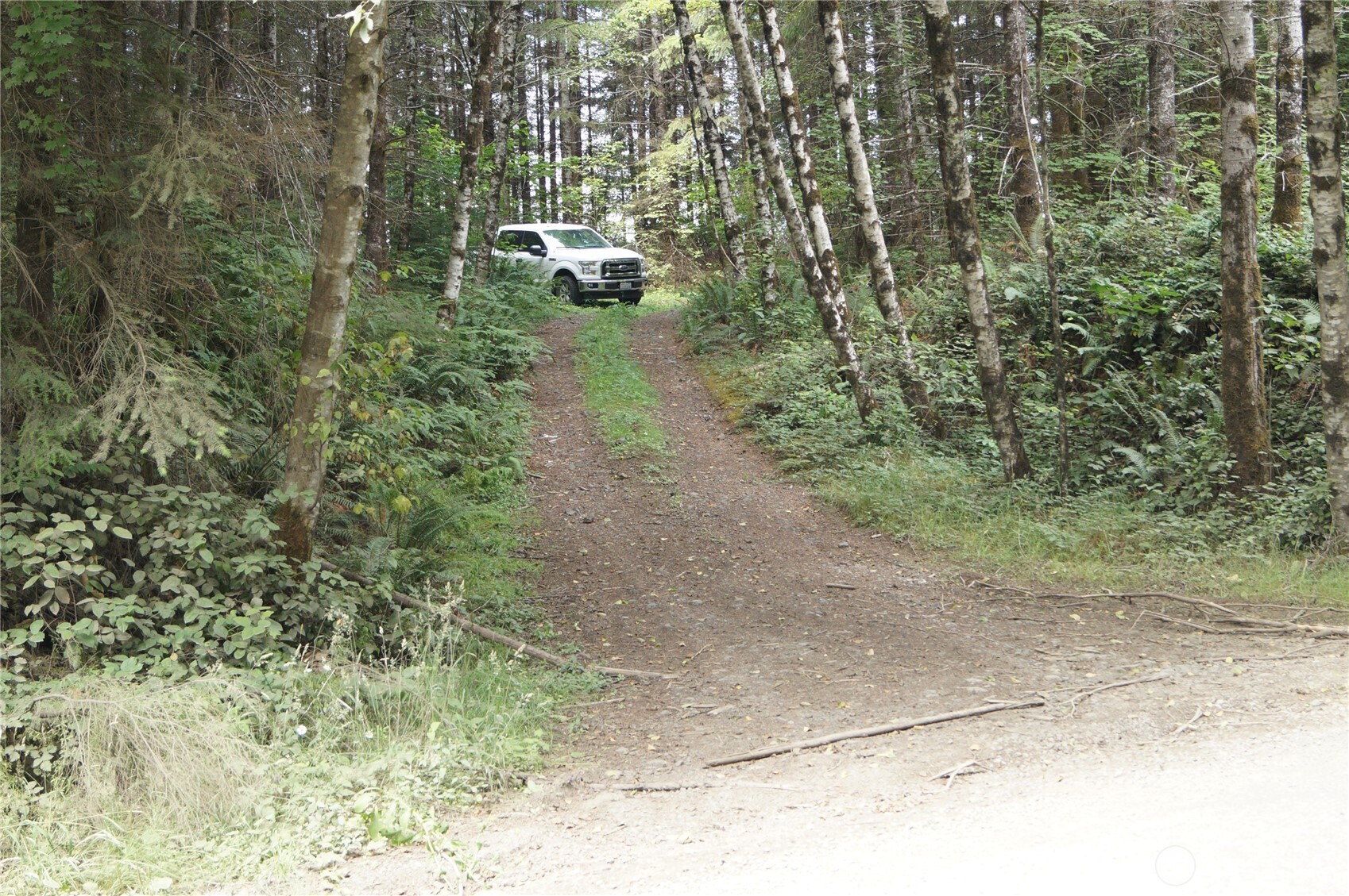 -nka Brooklyn Road Oakville, WA 98568 - Photo 5 of 6 a view of a forest filled with trees