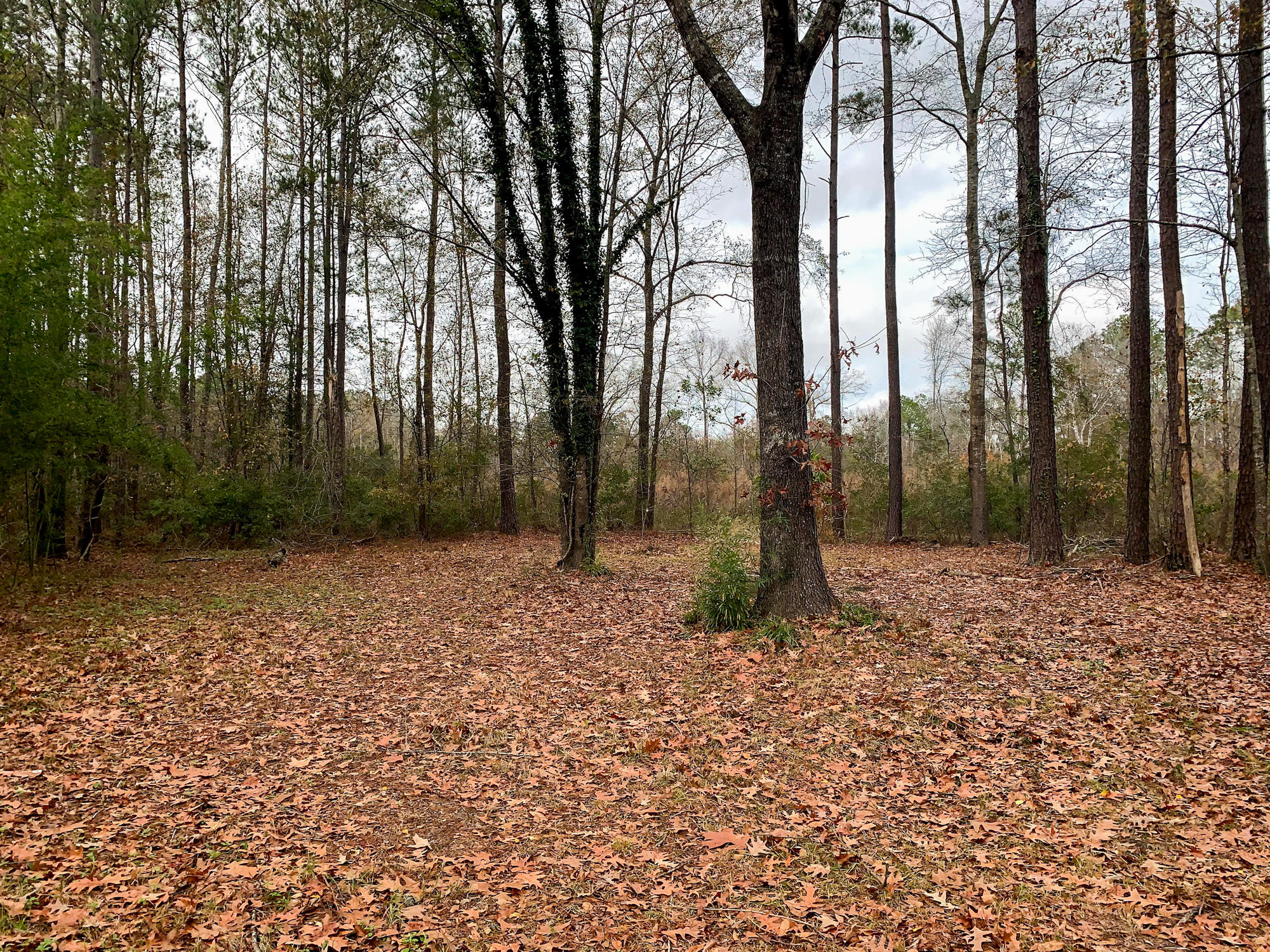 273 Fox Field Road Walterboro, SC 29488 - Photo 9 of 25 Fox Field-6