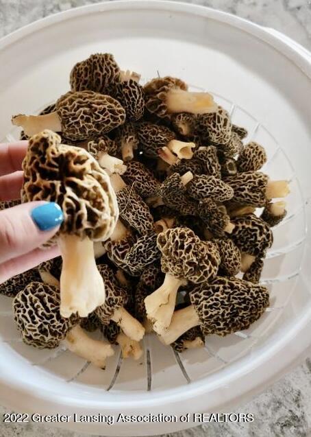 11821 Monroe Road Portland, MI 48875 - Photo 61 of 66 Morels on the property