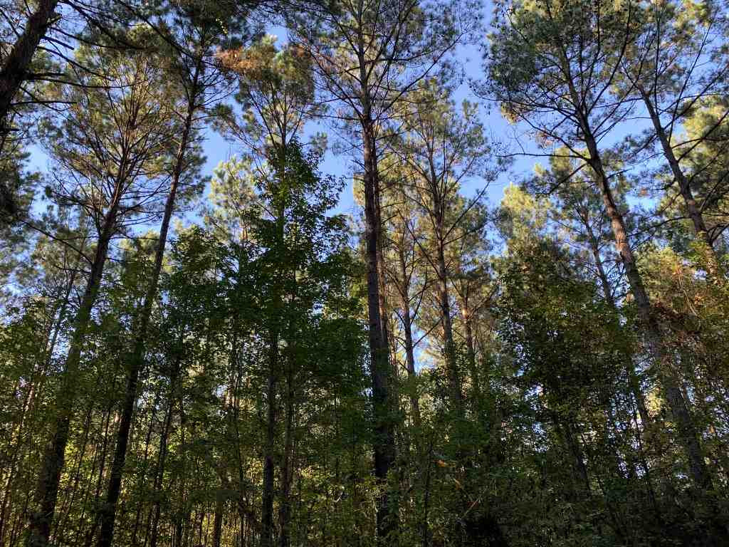 403 Quail Road Canton, MS 39046 - Photo 22 of 32 Photo 23