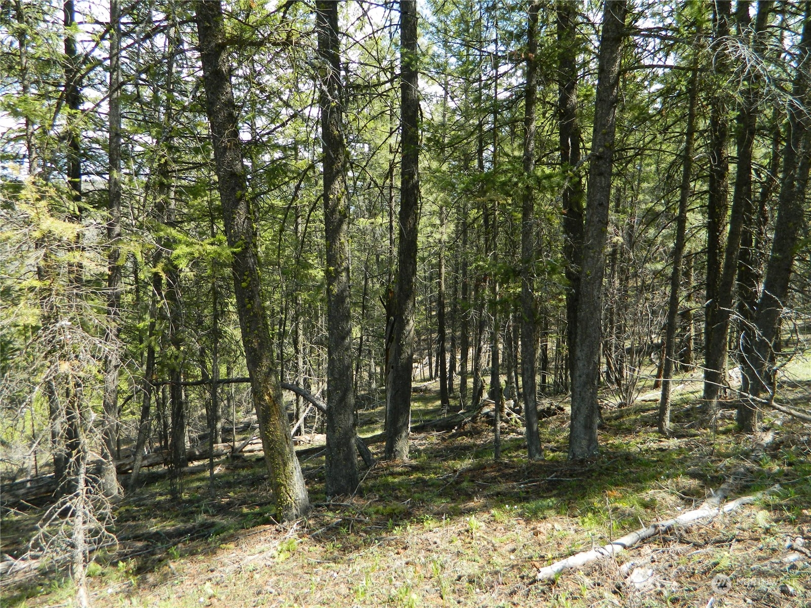 111-tbd Turtle Lake Road Tonasket, WA 98855 - Photo 12 of 30 Gallery Image 12