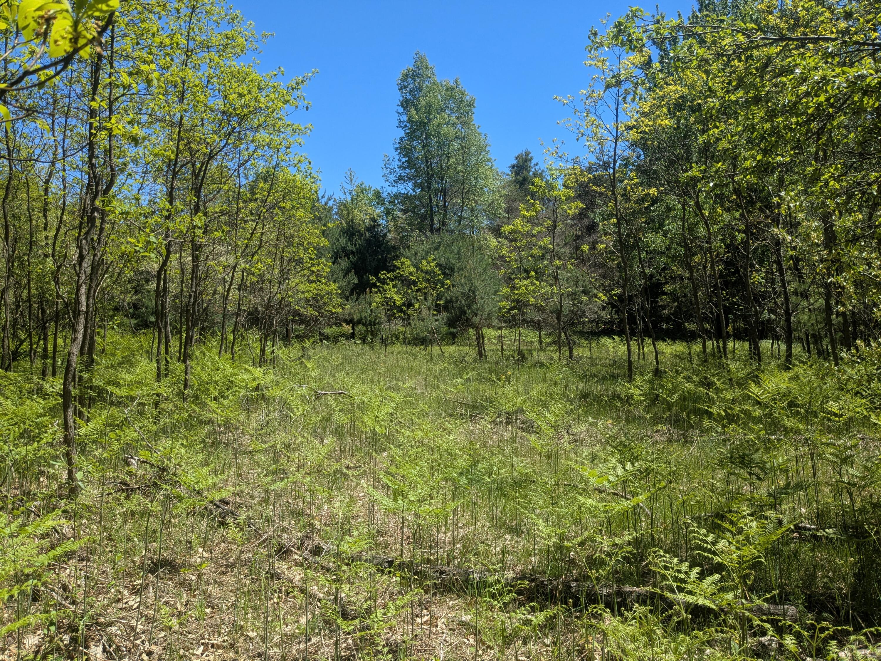 40 Ac V/l Clements Road Kaleva, MI 49645 - Photo 1 of 5 clements 3