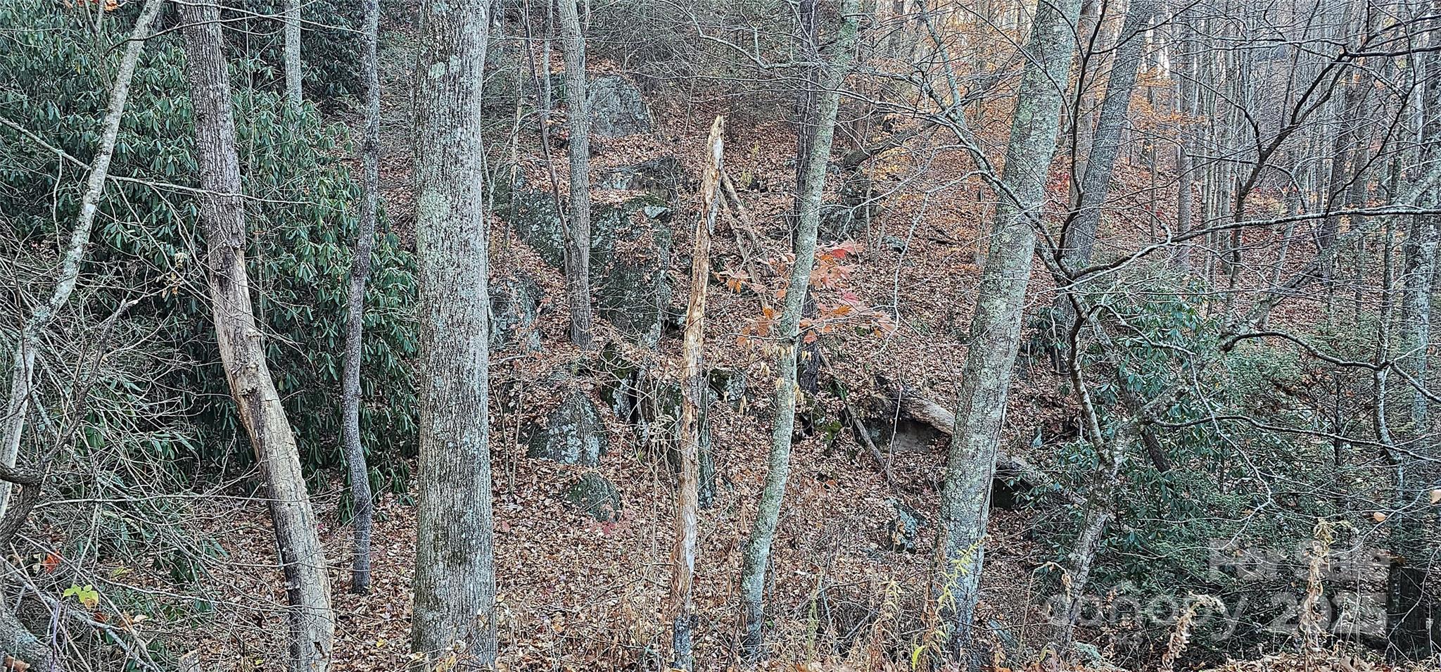 Off Sorrells Cove Road Clyde, NC 28721 - Photo 8 of 23 a view of a forest with a tree