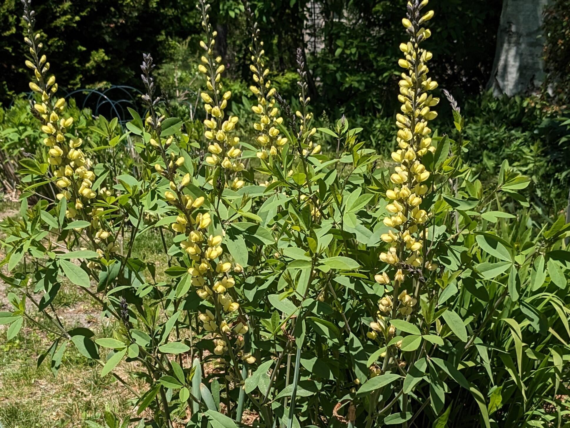 5 Acorn Road Dennis, MA 02638 - Photo 24 of 27 a view of a tree