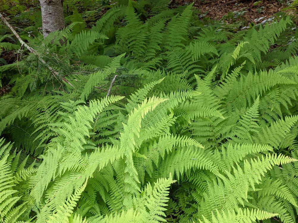 5 Acorn Road Dennis, MA 02638 - Photo 25 of 27 a view of a lush green field