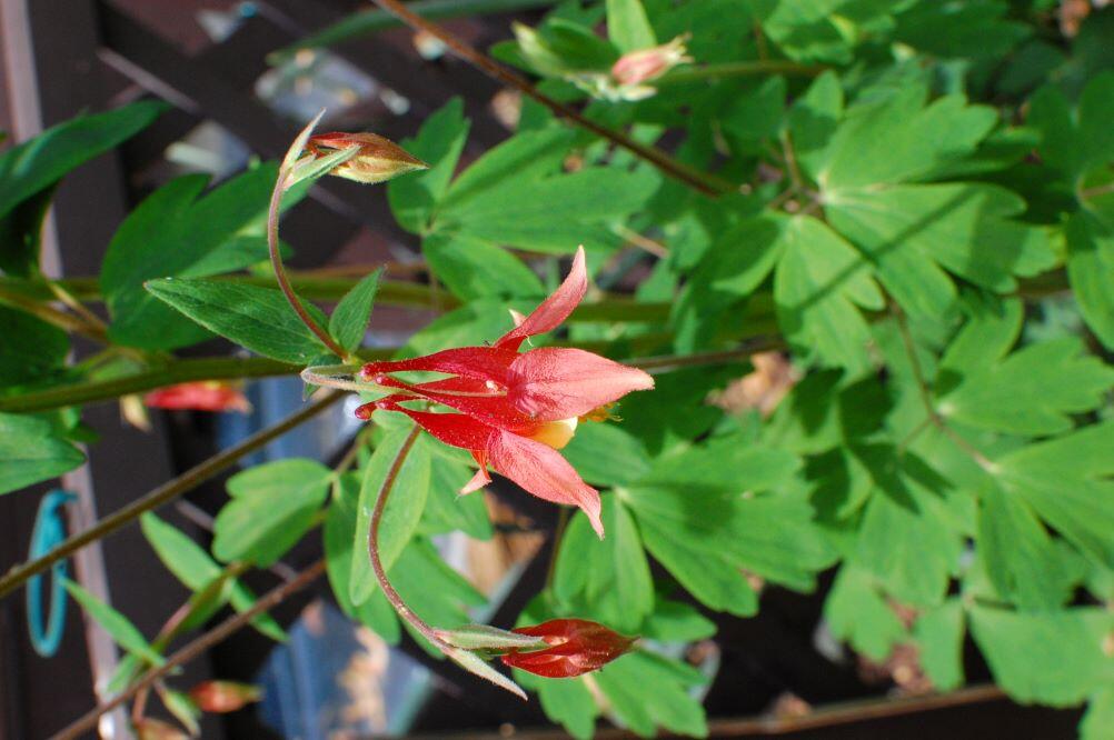 5 Acorn Road Dennis, MA 02638 - Photo 26 of 27