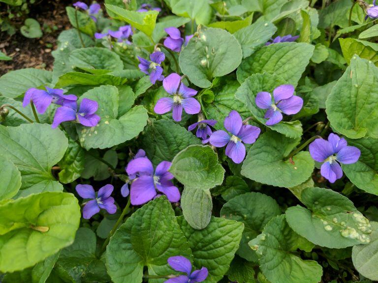 5 Acorn Road Dennis, MA 02638 - Photo 27 of 27 a view of flowers