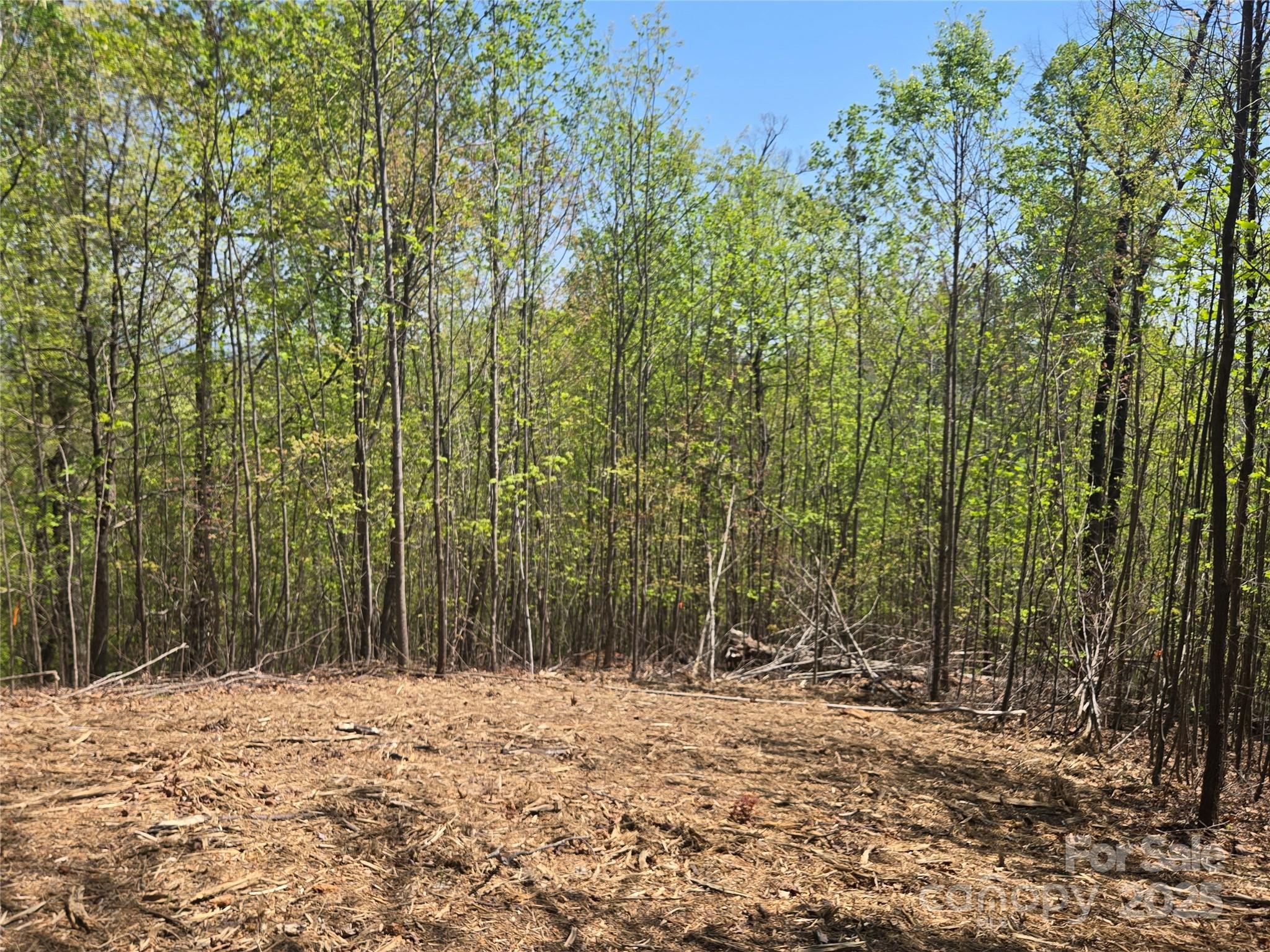 a view of a yard with plants and trees