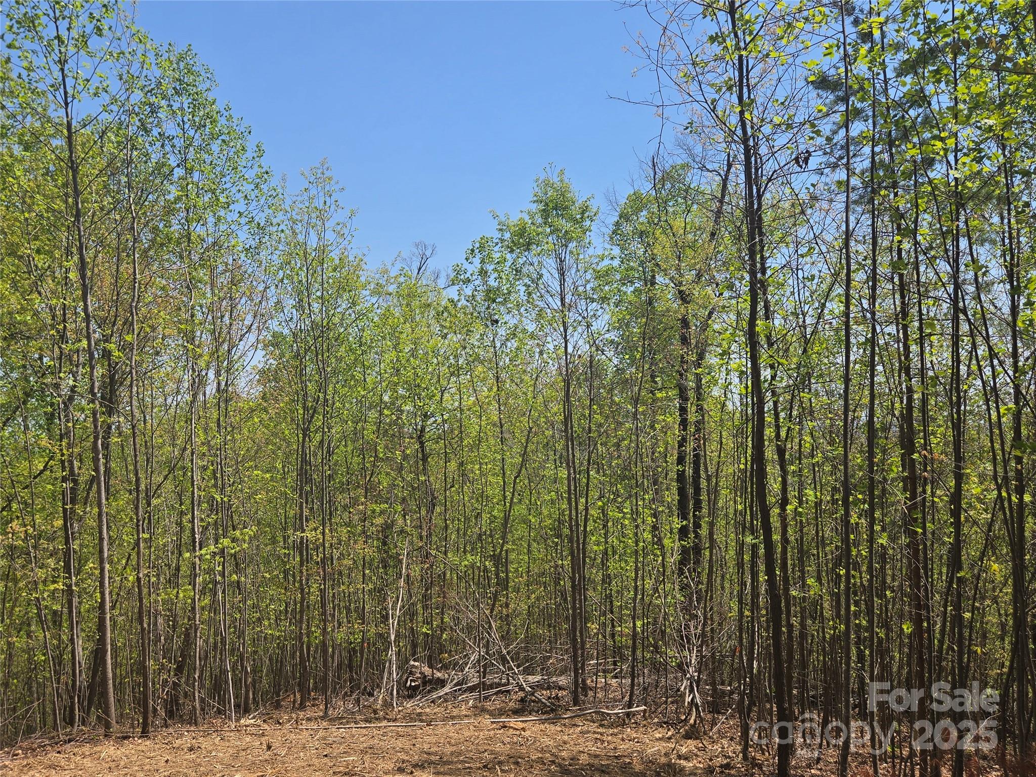 Lot 32 High Rock Ridge Lake Lure, NC 28746 - Photo 12 of 23 a view of a forest filled with trees
