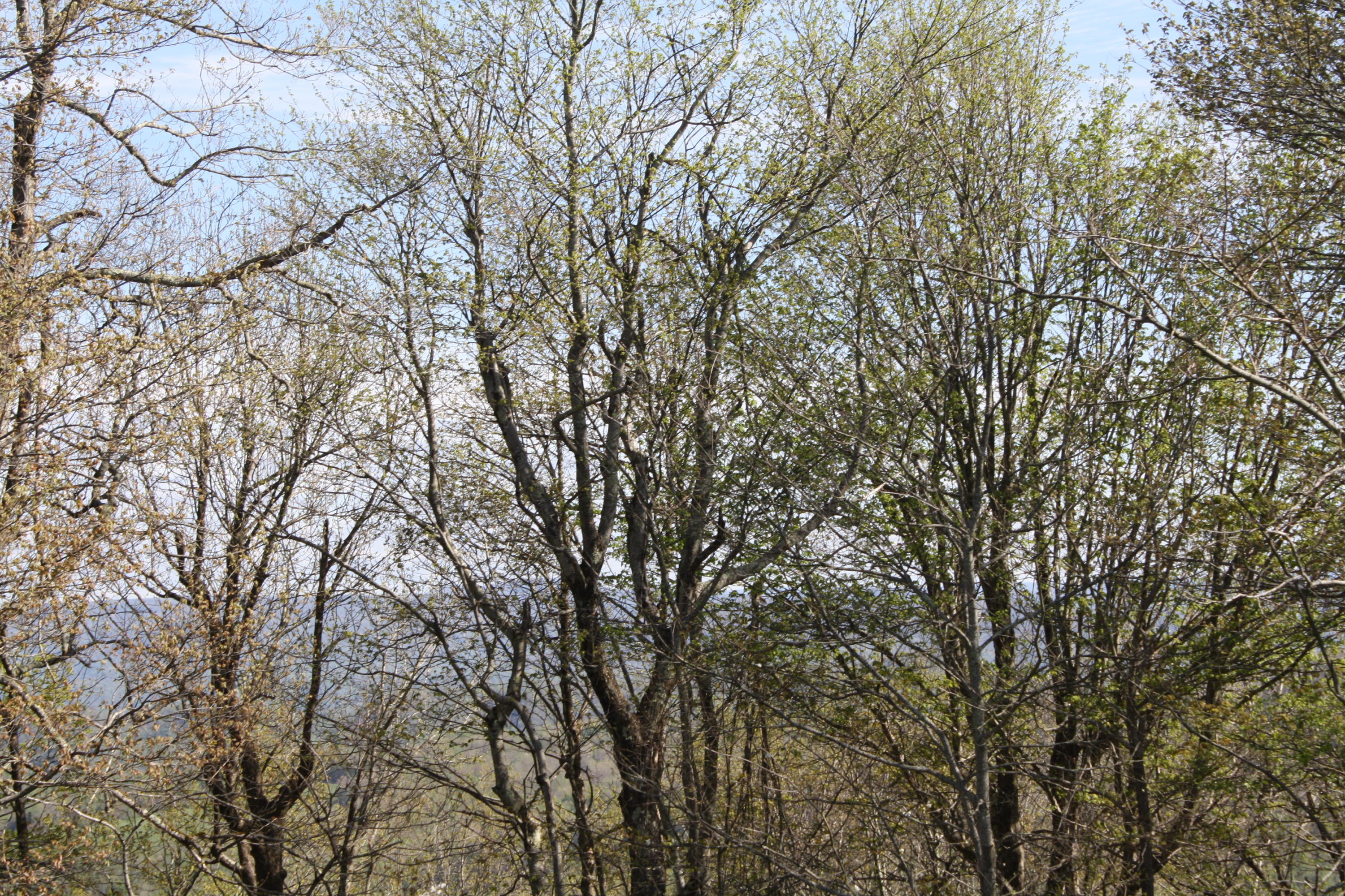 1161 Plumley Mountain Road Sandstone, WV 25985 - Photo 74 of 138 Gallery Image 74