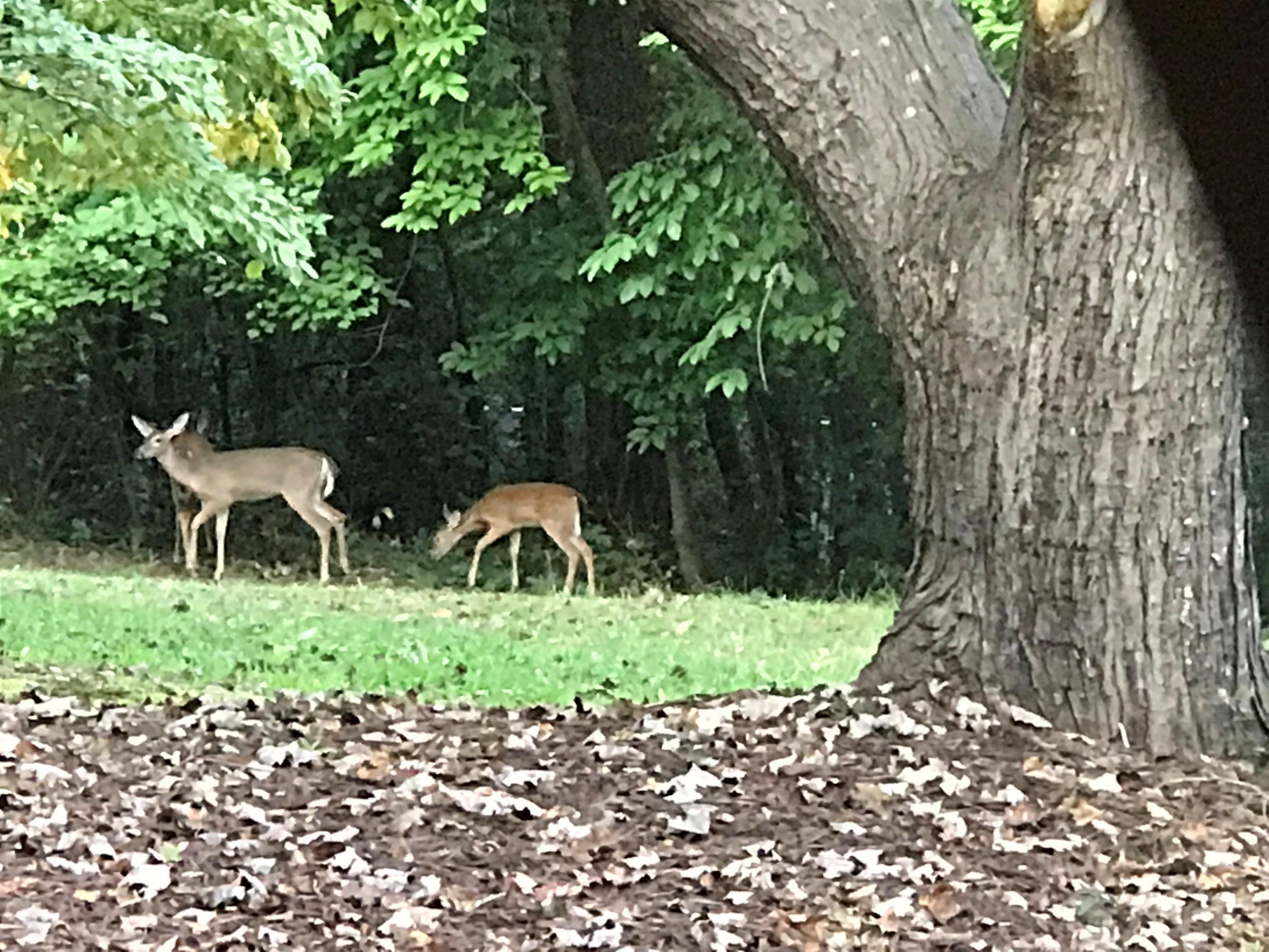 6370 Parris Bridge Road Chesnee, SC 29323 - Photo 47 of 49