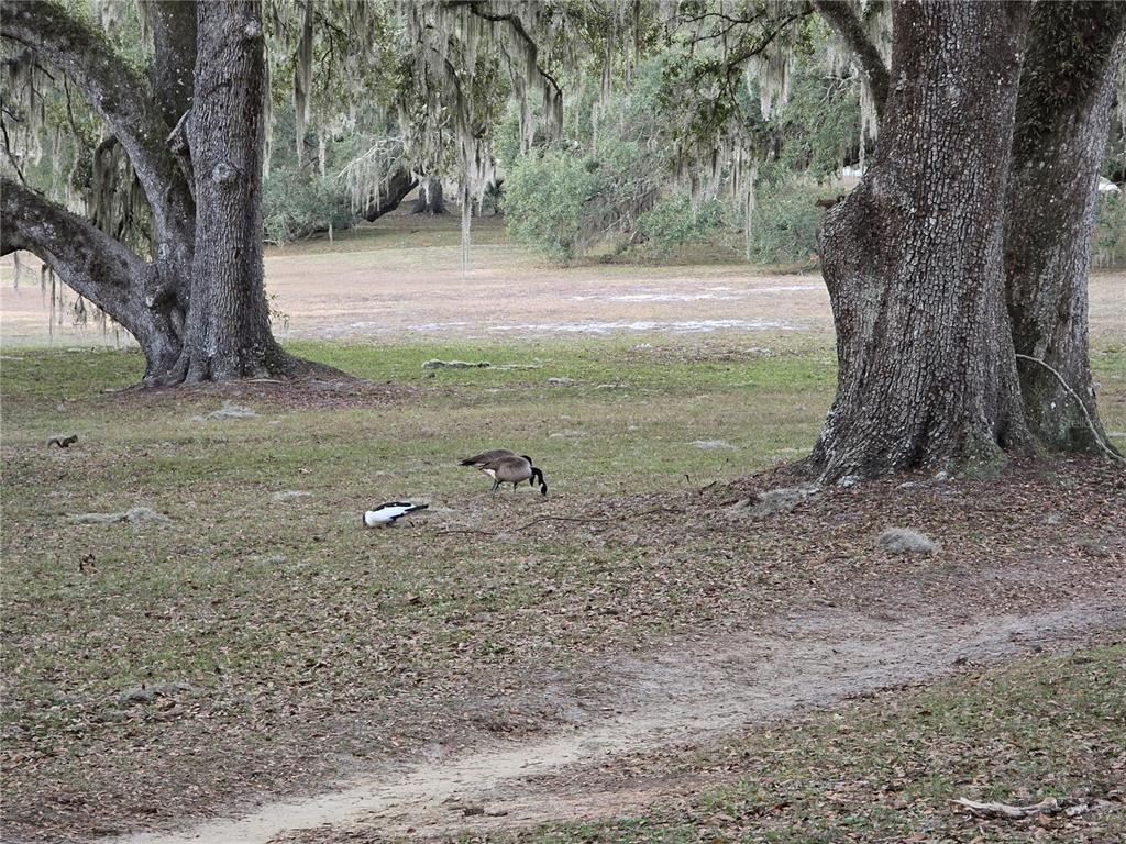 Southwest 136th Ct Road Dunnellon, FL 34432 - Photo 3 of 13 a view of a tree in the middle of a yard