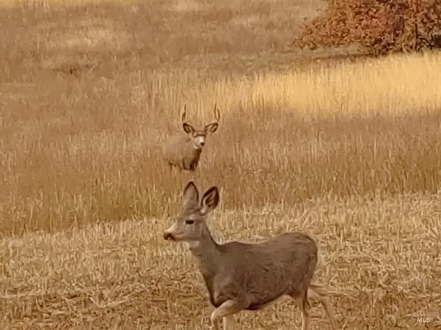 $650,000 | 2193 Apple Lane, Mesa, ID 83643