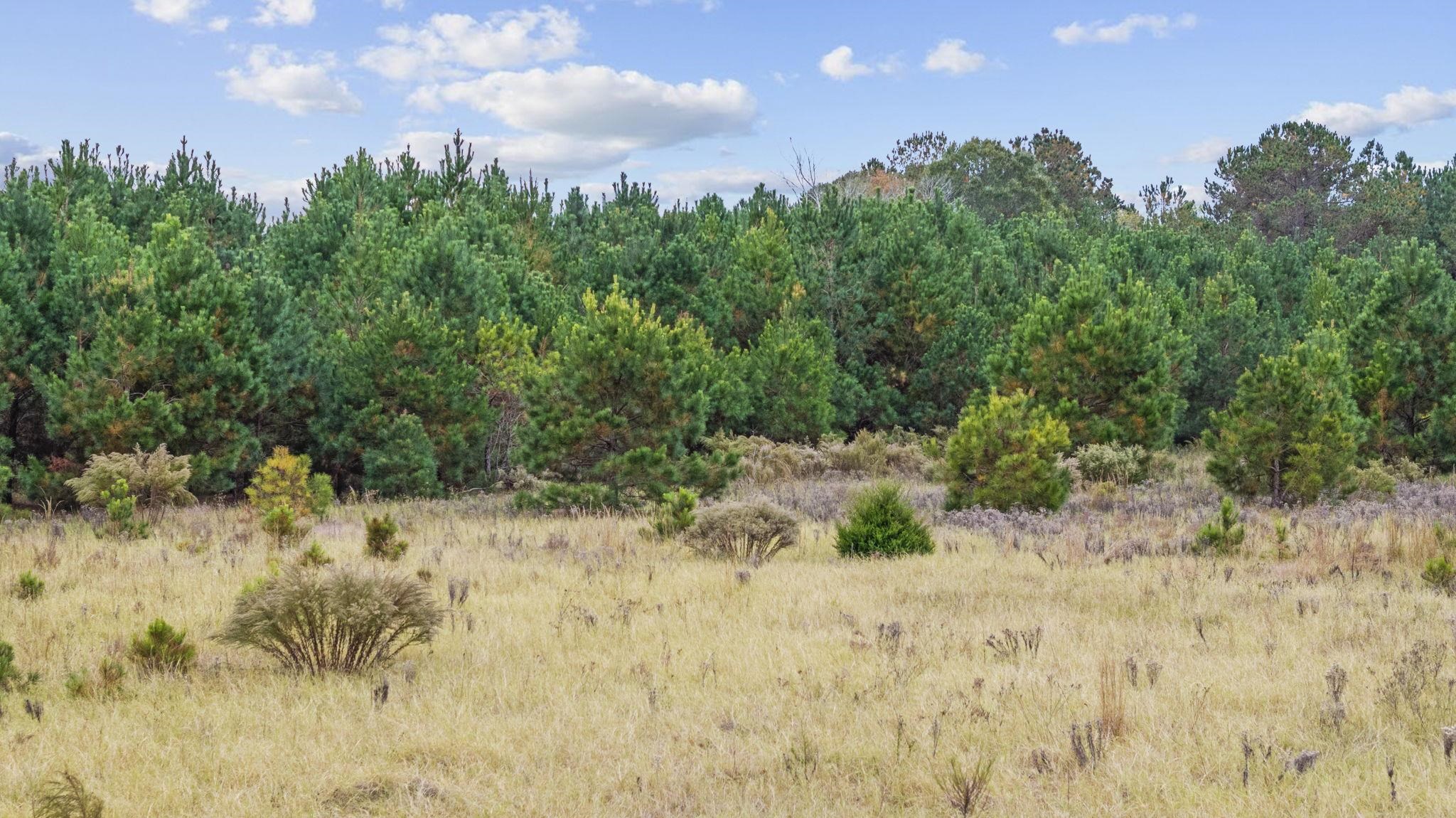 Lot 9 Creek Landing Road Nichols, SC 29581 - Photo 8 of 19 Gallery Image 8