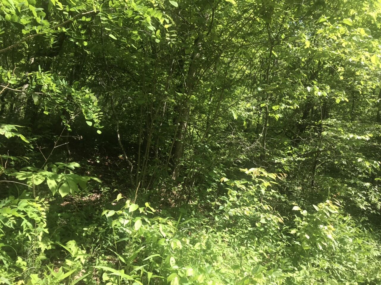 Tbd Aden Road Olive Hill, KY 41164 - Photo 14 of 16 CC58672B-C782-4B6B-8A66-88EEB19A31CF