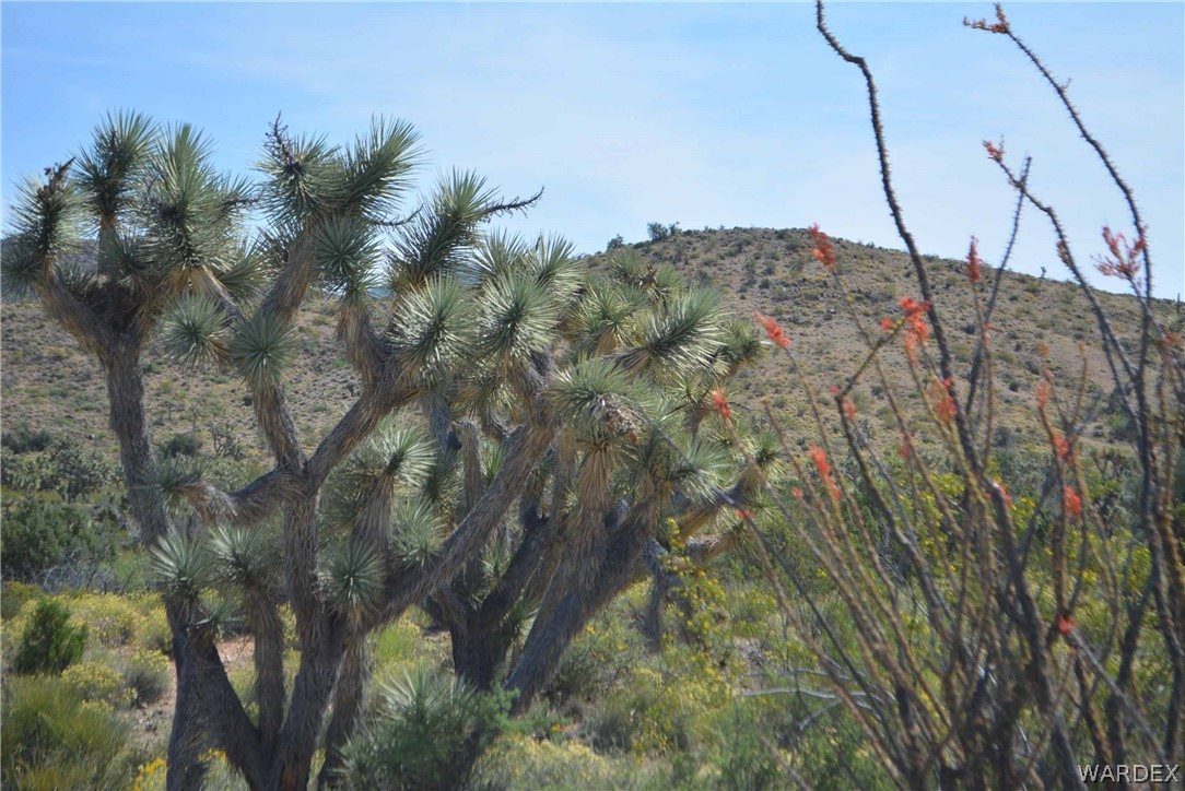2396 Appaloosa Road Yucca, AZ 86438 - Photo 36 of 50 Gallery Image 36