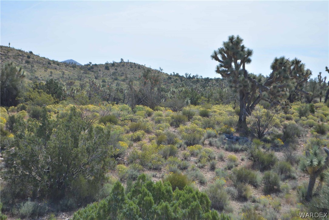 2396 Appaloosa Road Yucca, AZ 86438 - Photo 5 of 50 Gallery Image 5