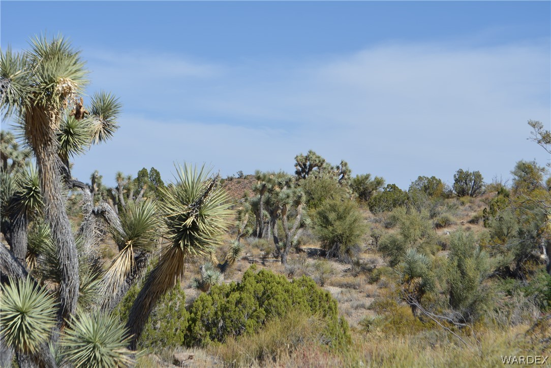 2396 Appaloosa Road Yucca, AZ 86438 - Photo 8 of 50 Gallery Image 8