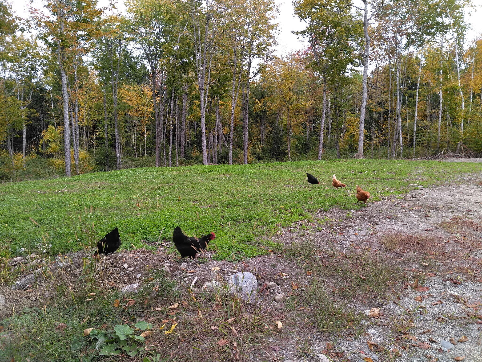 92 Trout Brook Road Ellsworth, ME 04605 - Photo 39 of 43 ChickenLife