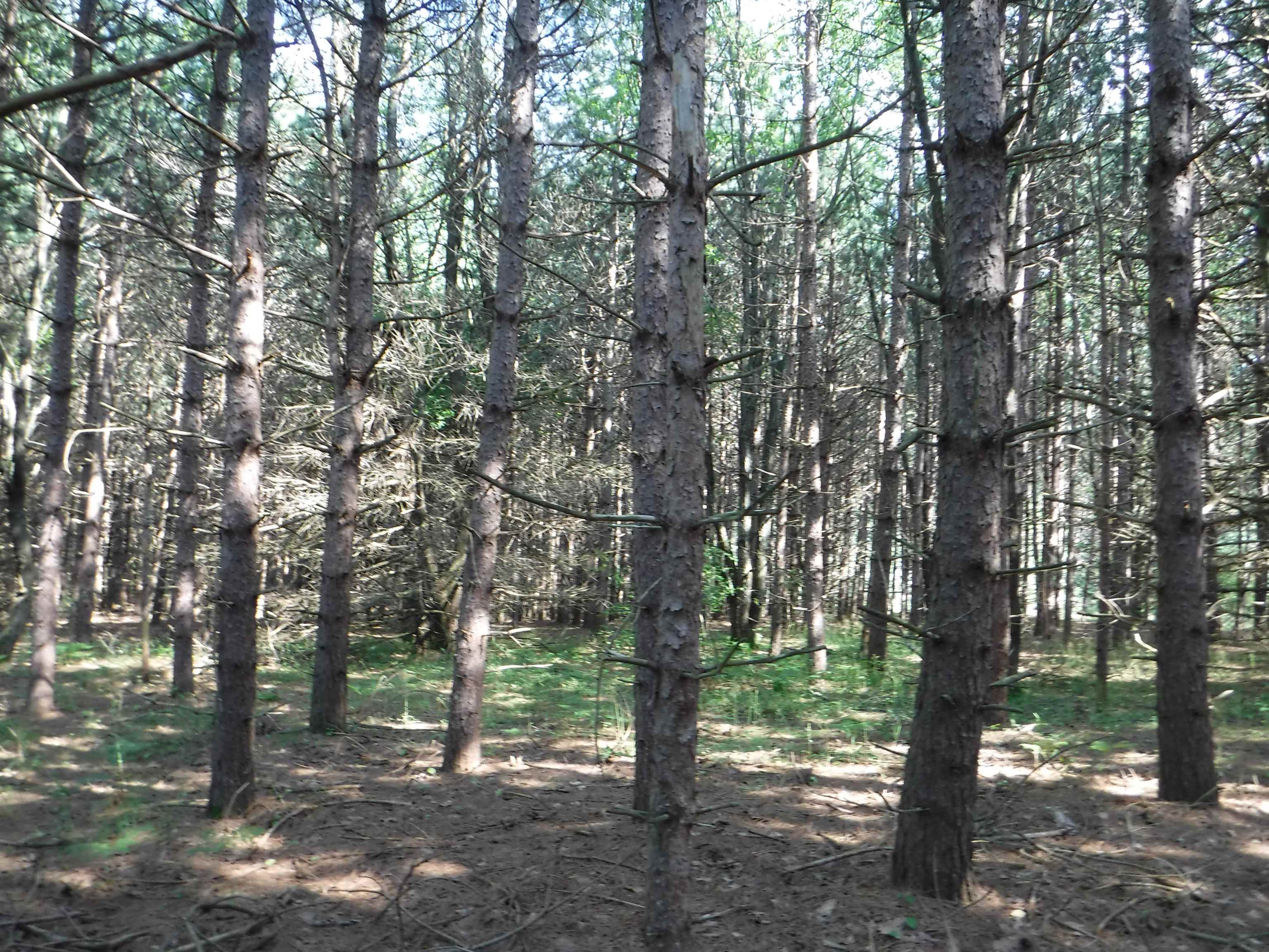 0 South Poor Farm Road Greenbush, MI 48738 - Photo 5 of 8