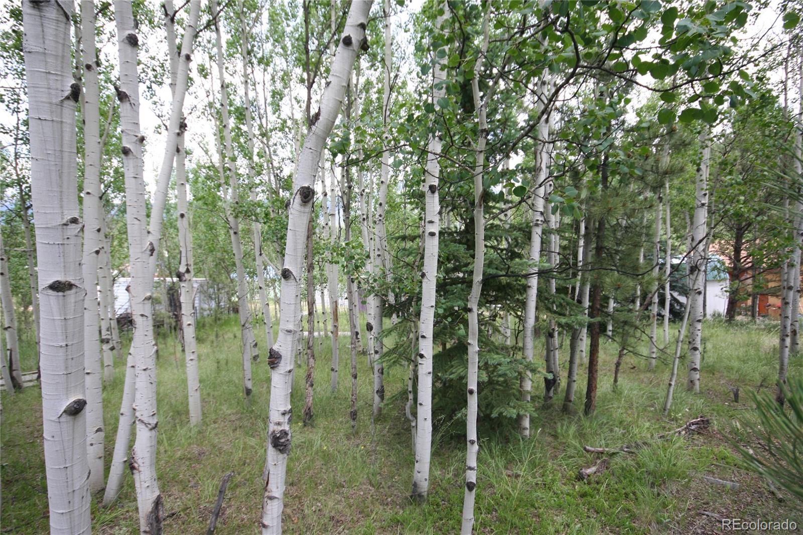 300 Bartimous Road Bailey, CO 80421 - Photo 12 of 24 Gallery Image 12