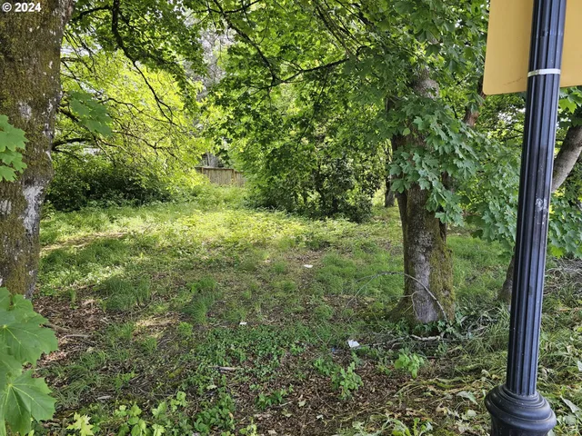 a view of a lush green forest