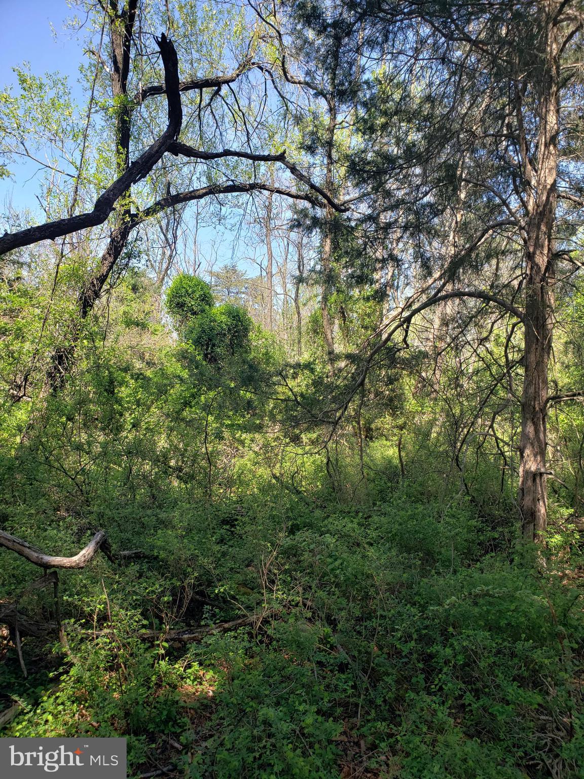 Creek Road Front Royal, VA 22630 - Photo 18 of 23 a view of a yard