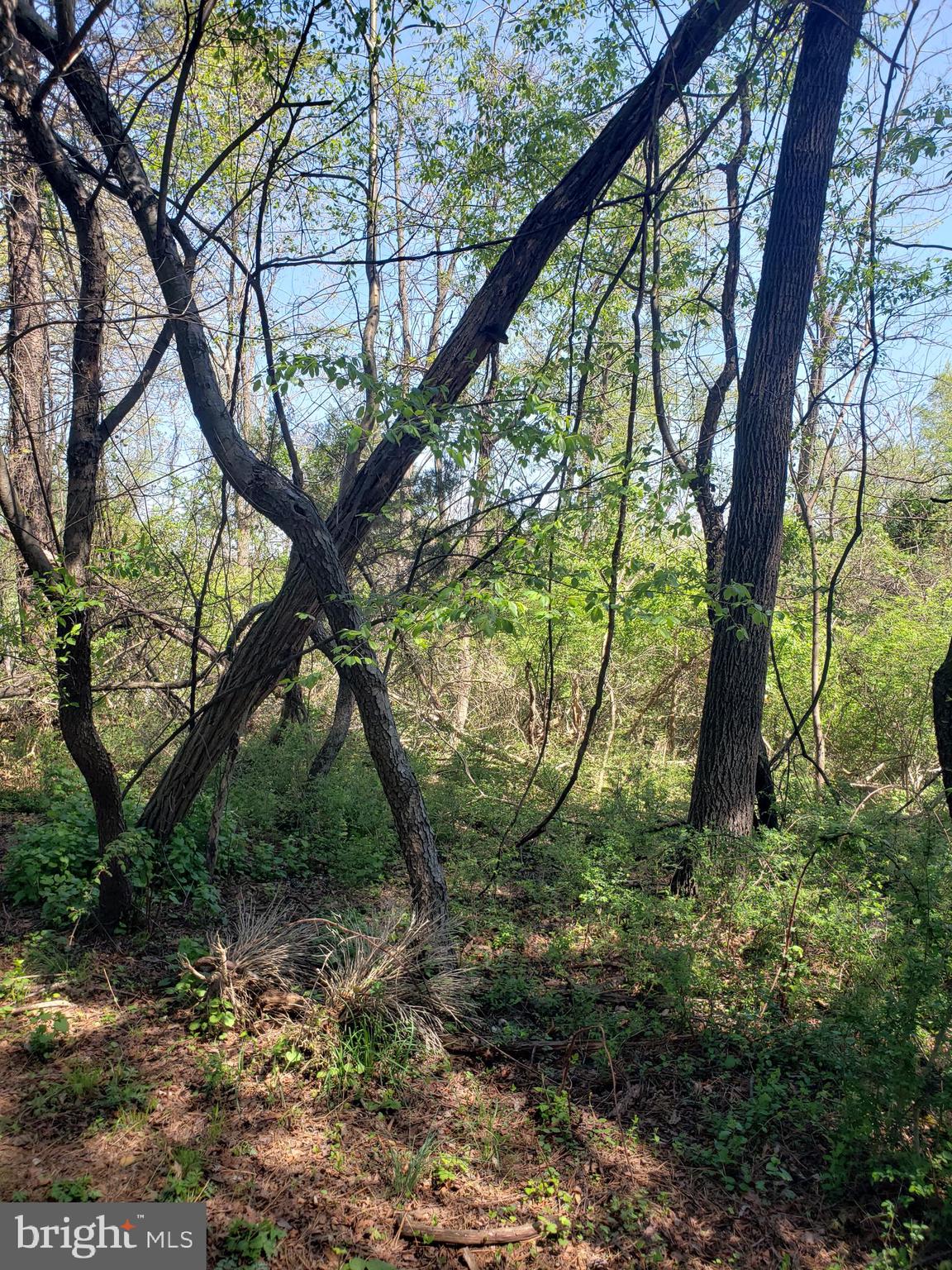 Creek Road Front Royal, VA 22630 - Photo 19 of 23 a view of tree in the forest
