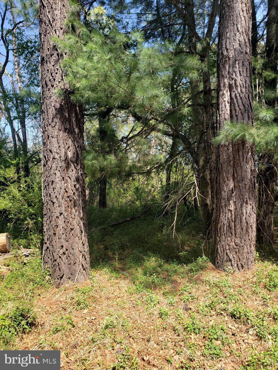Creek Road Front Royal, VA 22630 - Photo 20 of 23 a backyard of a house with lots of green space