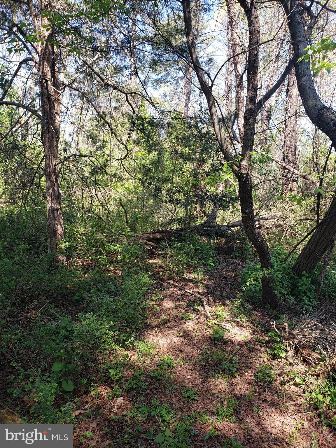 Creek Road Front Royal, VA 22630 - Photo 21 of 23 a big yard with lots of trees