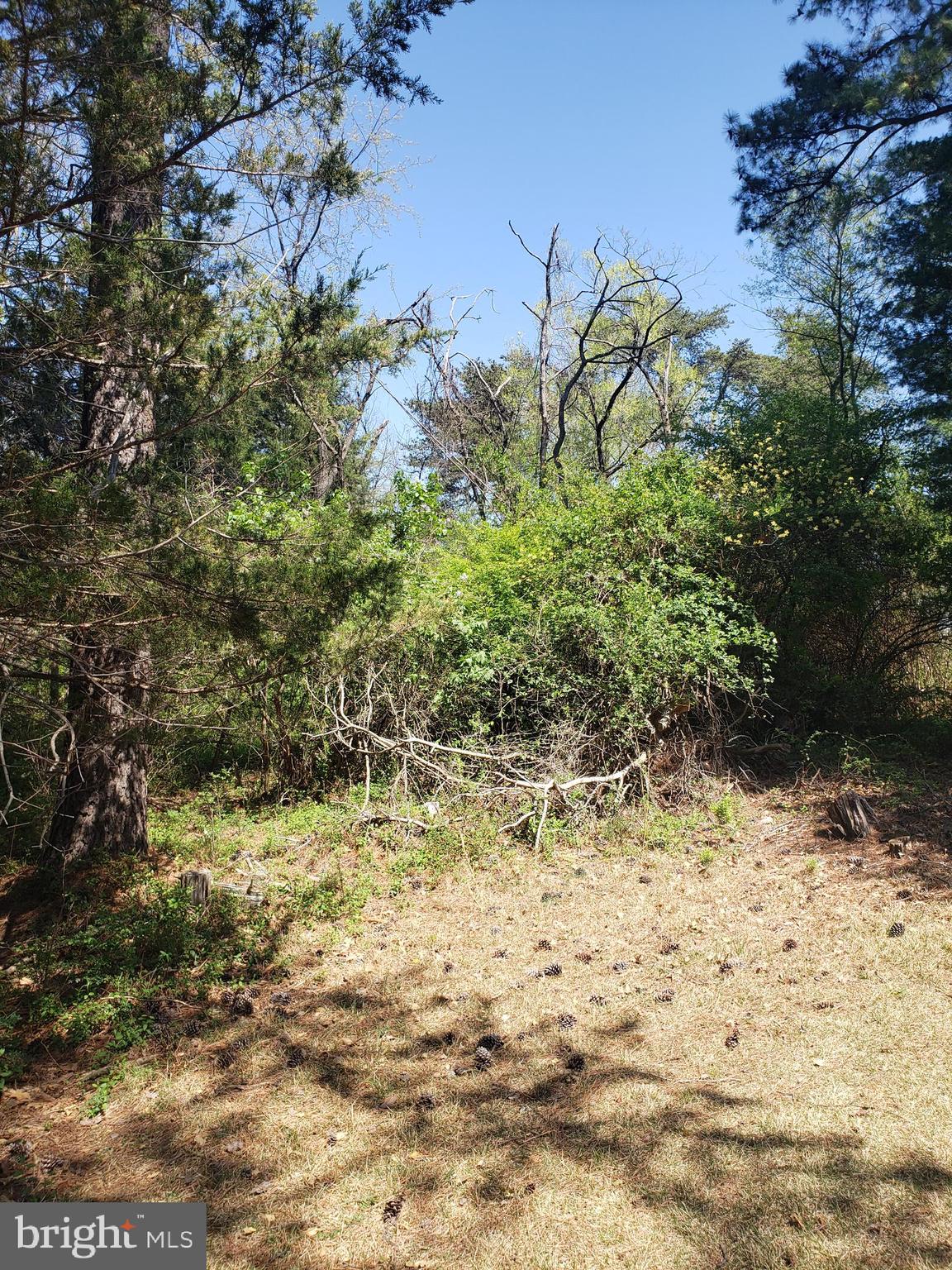 Creek Road Front Royal, VA 22630 - Photo 22 of 23 a view of a yard with plants