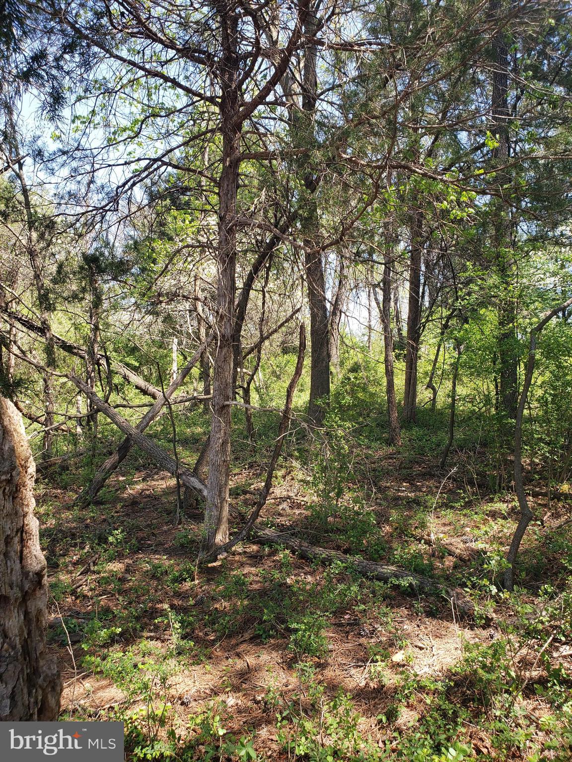 Creek Road Front Royal, VA 22630 - Photo 23 of 23 a backyard of a house with lots of green space