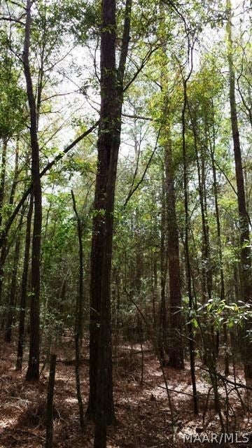 Tbd Spring Creek Road Geneva, AL 36340 - Photo 4 of 11 Gallery Image 4