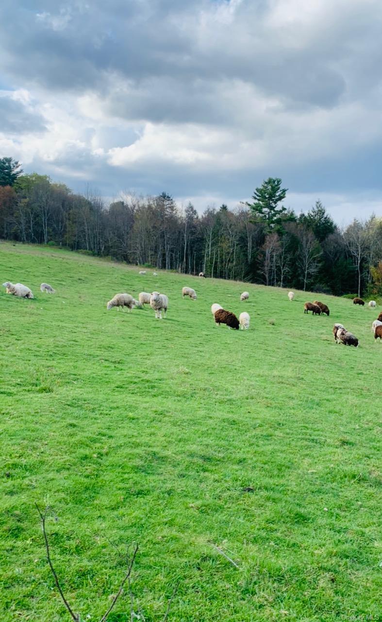 3 Burr Road Cochecton, NY 12726 - Photo 10 of 13 a view of field with green space