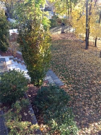 126 Summer Street, Unit 126 Watertown, MA 02472 - Photo 29 of 30 a view of a yard with plants and large trees
