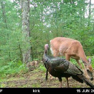 35 Beech Ridge Road North Berwick, ME 03906 - Photo 68 of 94 deer / turkey