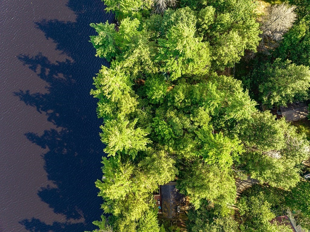 15 Browns Lake Road Ashburnham, MA 01430 - Photo 17 of 18 a plant that is in a garden