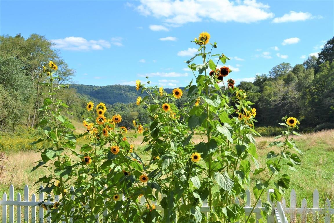 9635 Lobelia Road Hillsboro, WV 24946 - Photo 6 of 29 Gallery Image 6