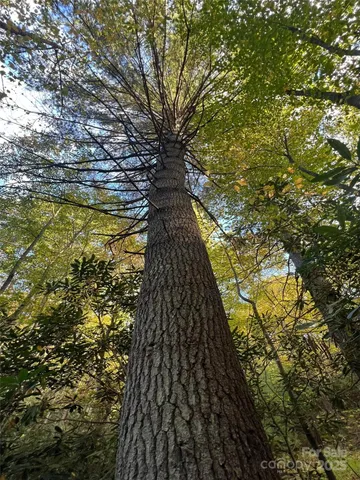 a view of a forest with trees in the background