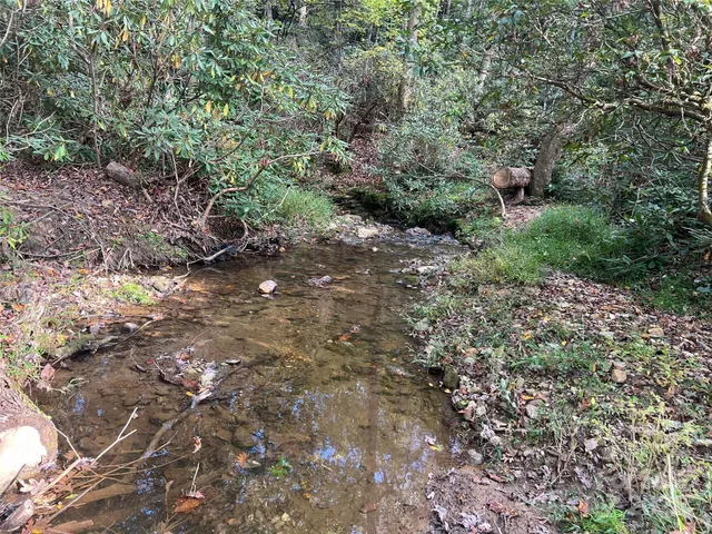 a view of a forest with a tree