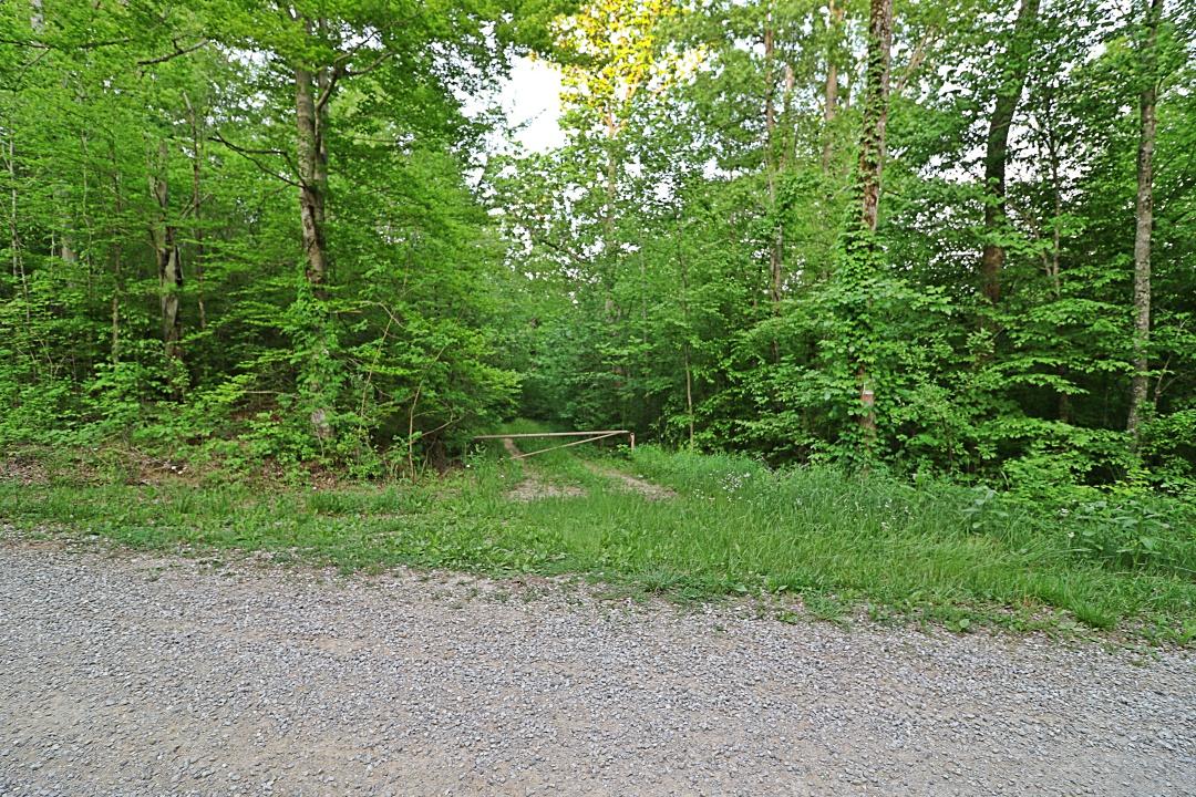 C E Todd Road Robbins, TN 37852 - Photo 1 of 21 094A5276