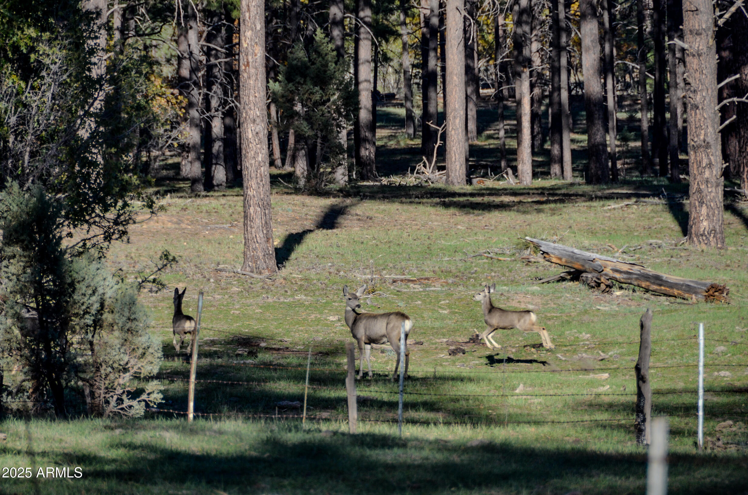 685 Kuhn Road Pinedale, AZ 85934 - Photo 58 of 74 685 Kuhn-026
