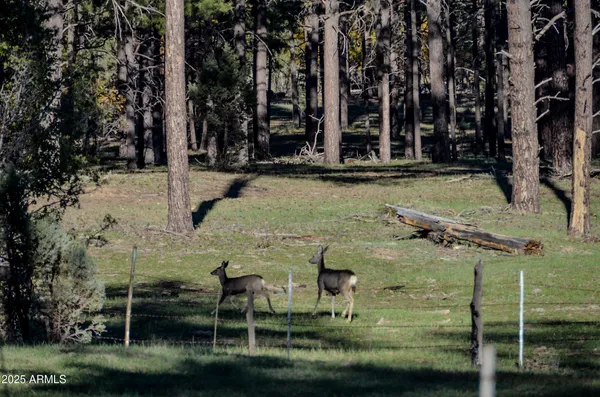 $700,000 | 685 Kuhn Road, Pinedale, AZ 85934